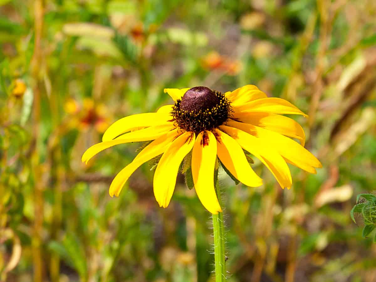 black eyed Susan is an easy care perennial