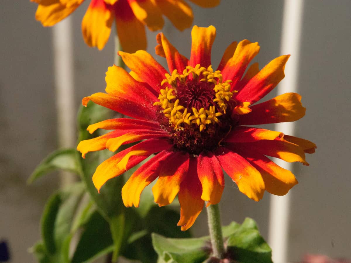 blanket flower needs little care