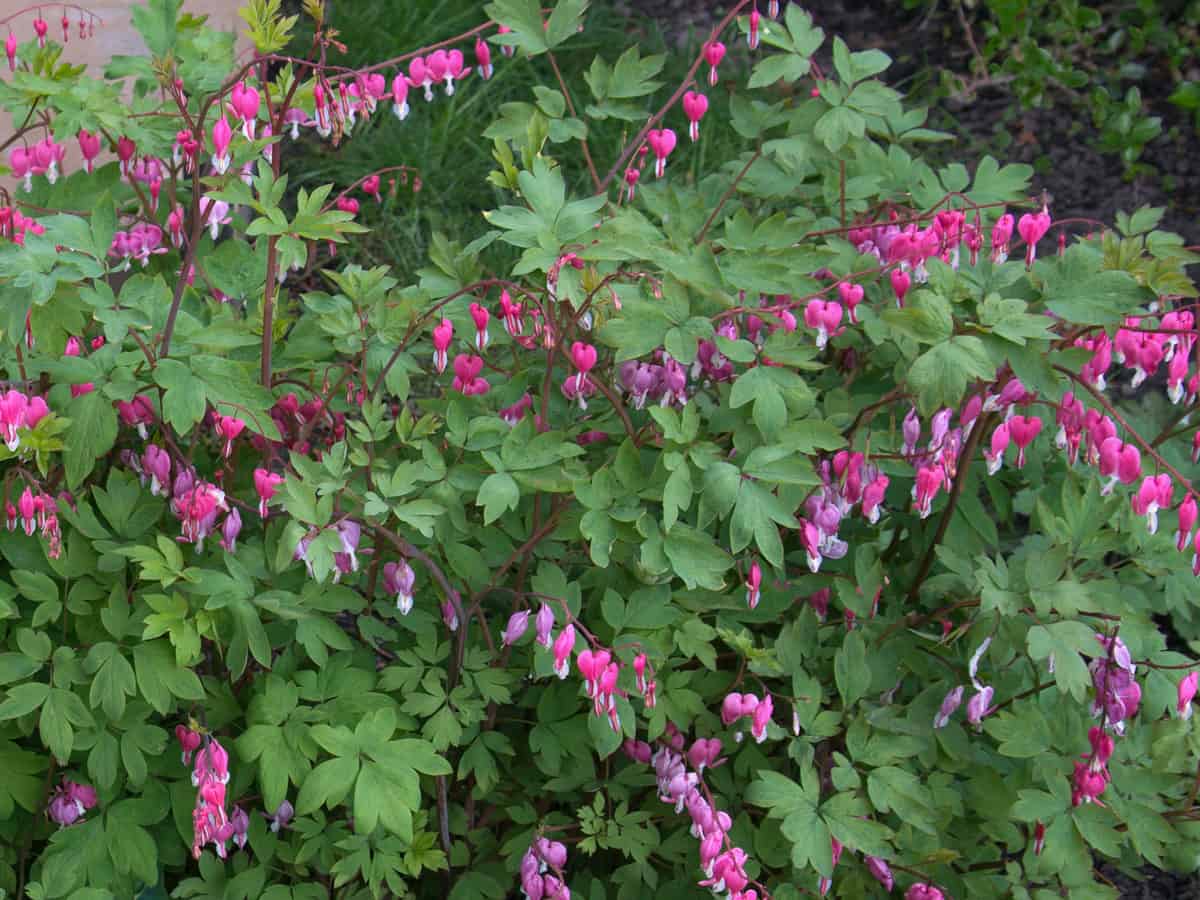 bleeding hearts love shady areas