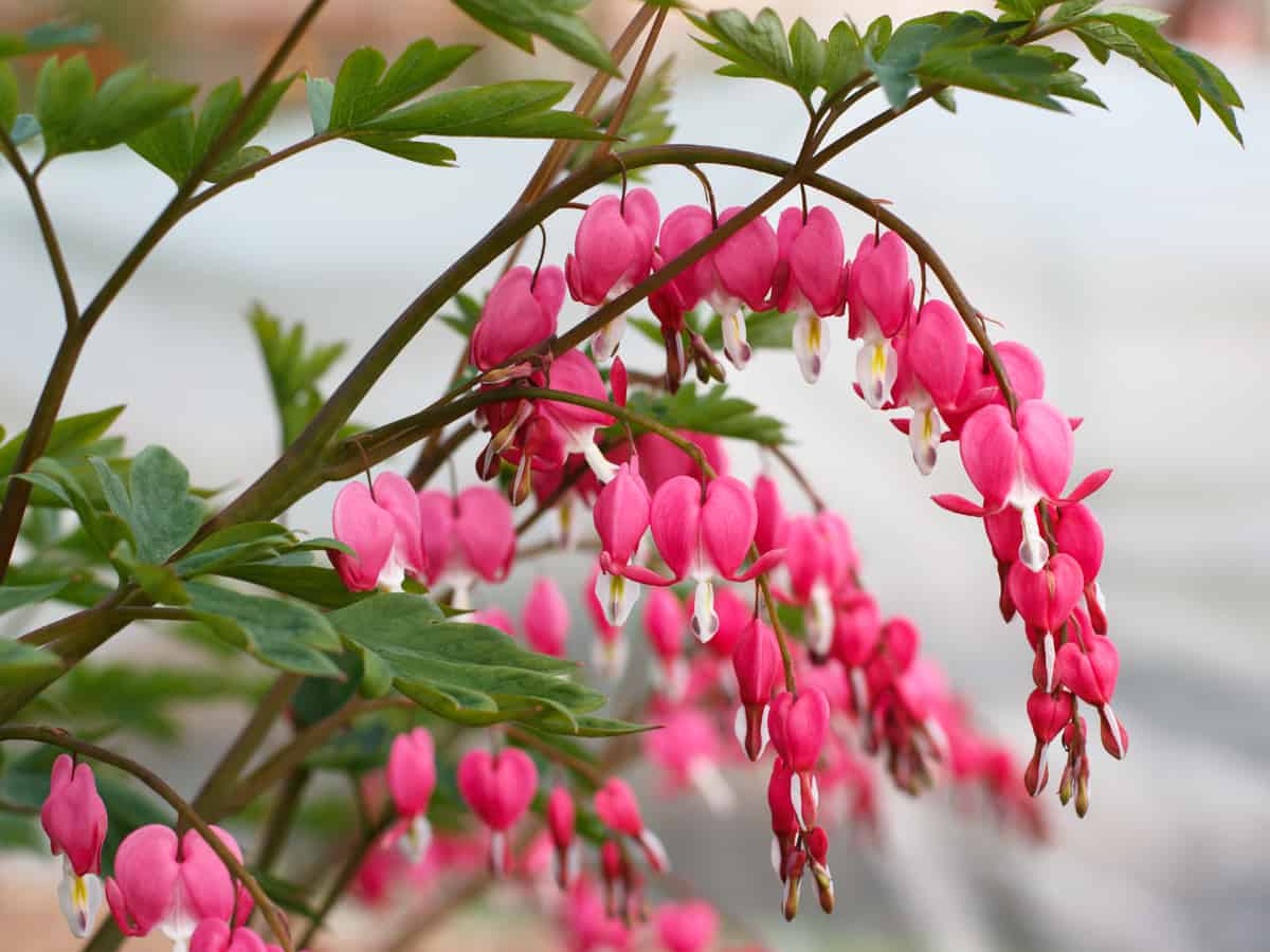 bleeding heart prefers moist soil