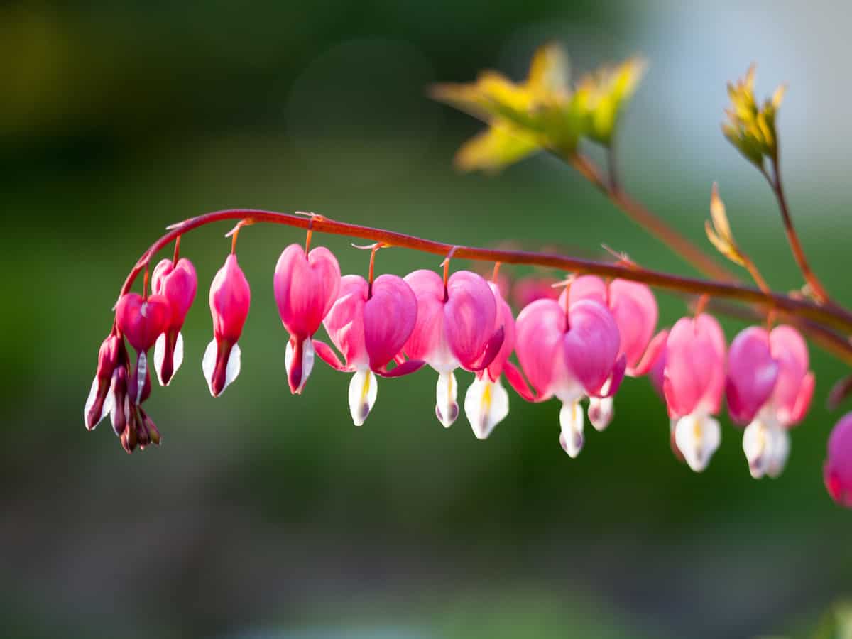 bleeding heart has a long bloom time