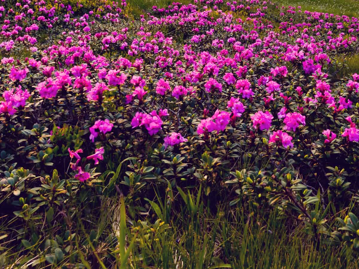 bloom-a-thon pink double is ideal for shade gardens