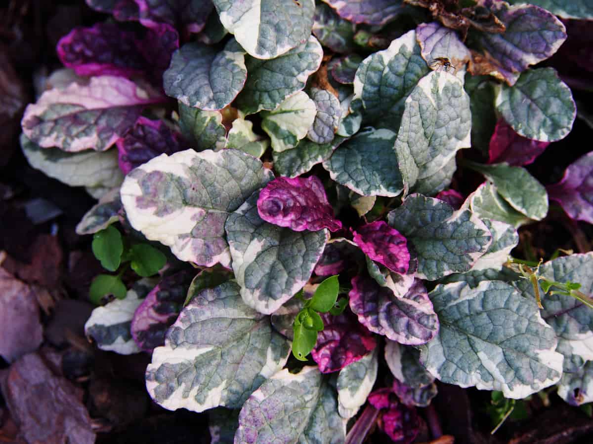 blue bugle is a plant that offers year-round interest