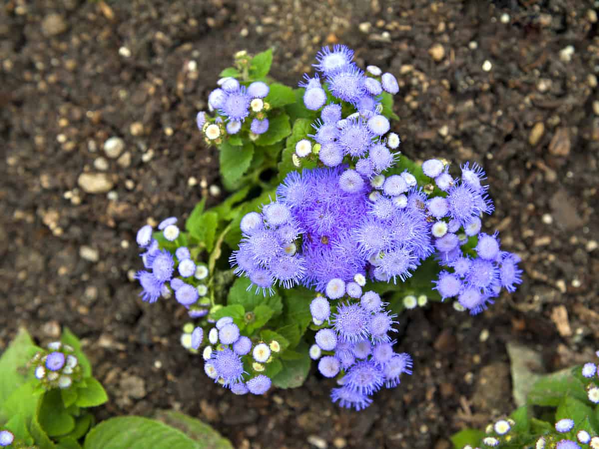 blue mistflower self seeds and likes moist soil