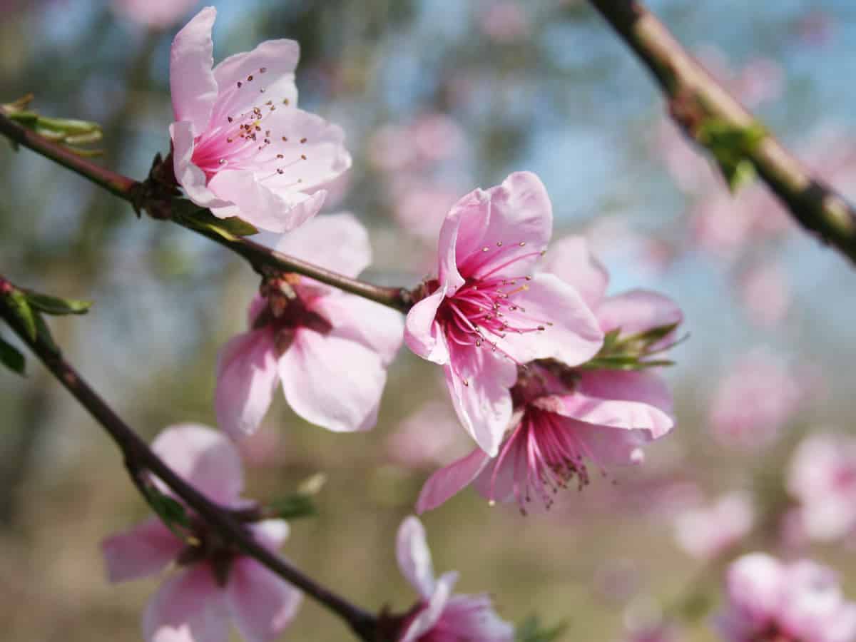 Bonanza dwarf peach trees only reach 4-6 feet tall