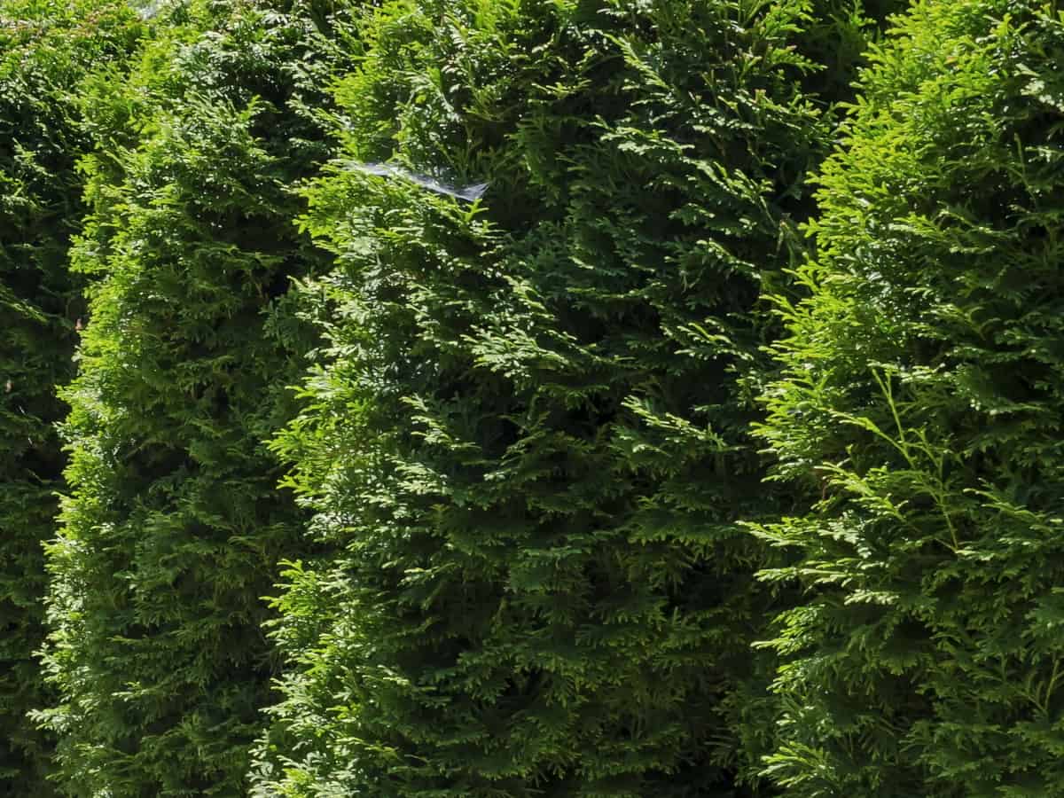 green mountain boxwood makes excellent topiaries