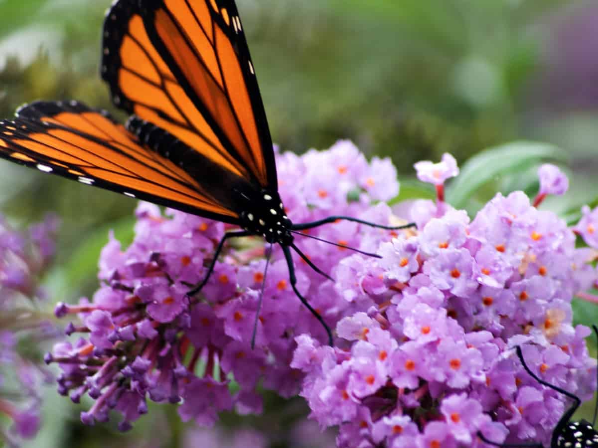 butterfly bush attracts many beneficial pollinators