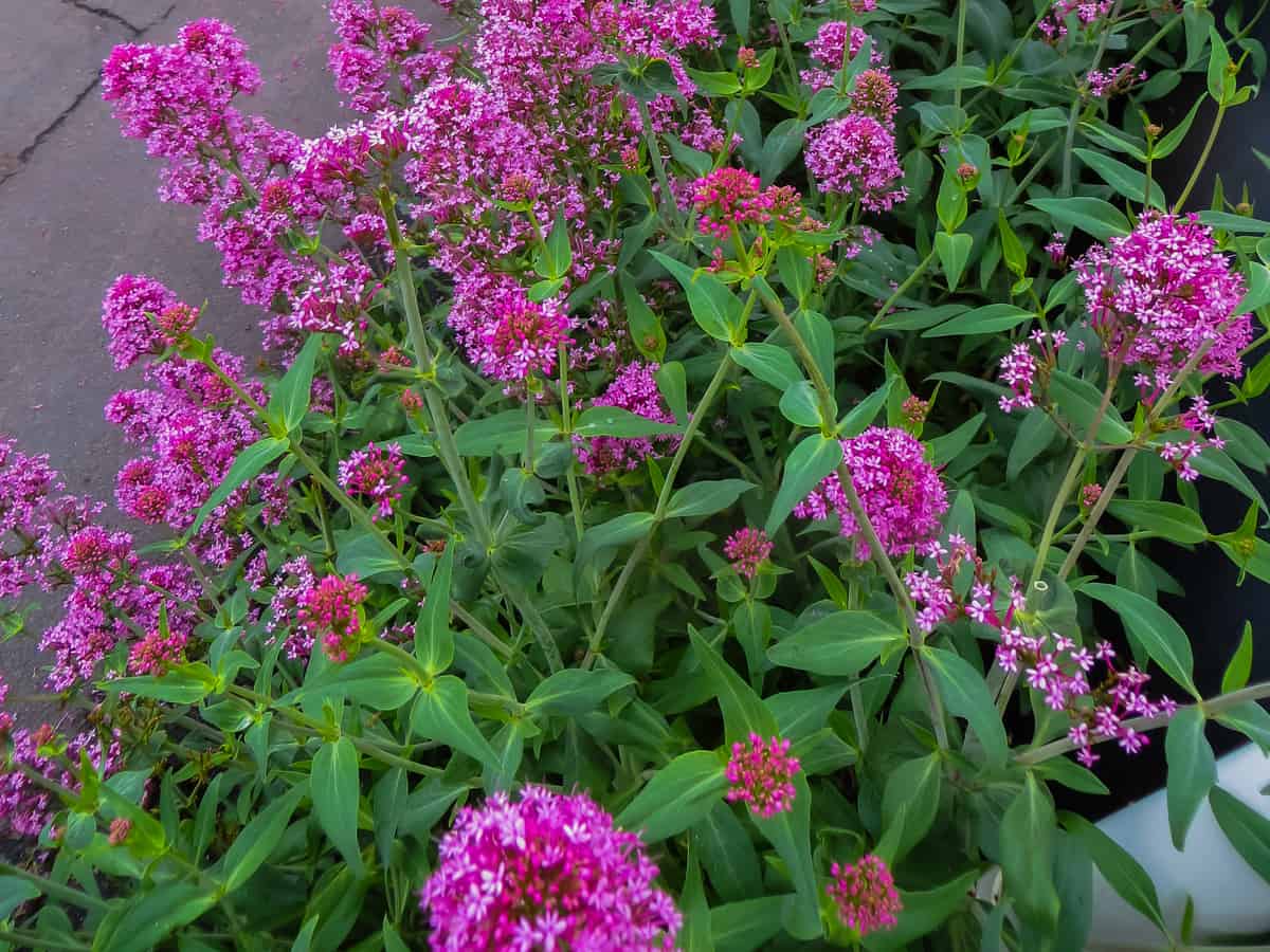 butterfly bush is a fast growing privacy shrub