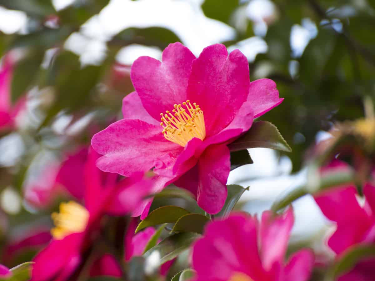 choose a camellia for a beautiful privacy hedge