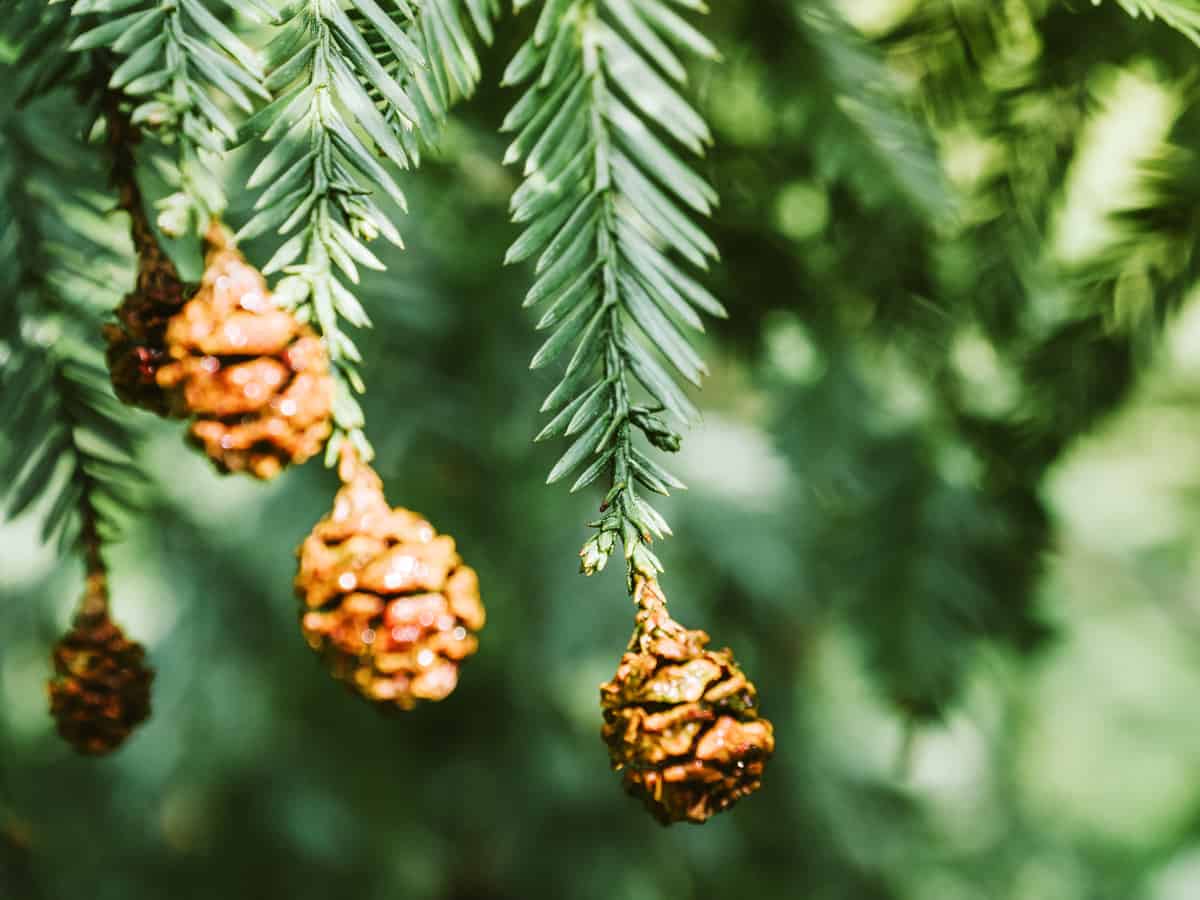 Canadian hemlock is a charming small tree