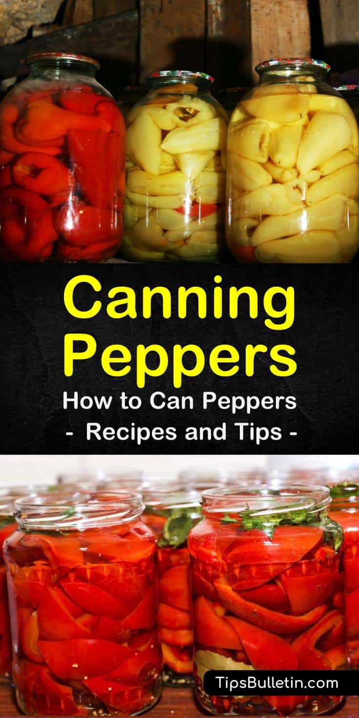 Find out how easy the process of canning peppers is by following this step-by-step guide. Use your canned peppers to make hot sauces or relish or eat your veggies plain. Learn how to use a water bath container to can your freshly-picked peppers. #canning #peppers #spicy