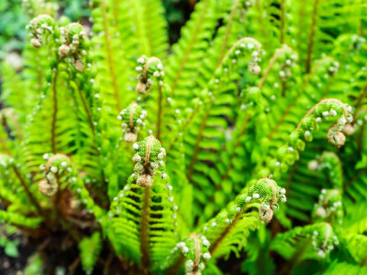 the Christmas fern remains green in the middle of winter