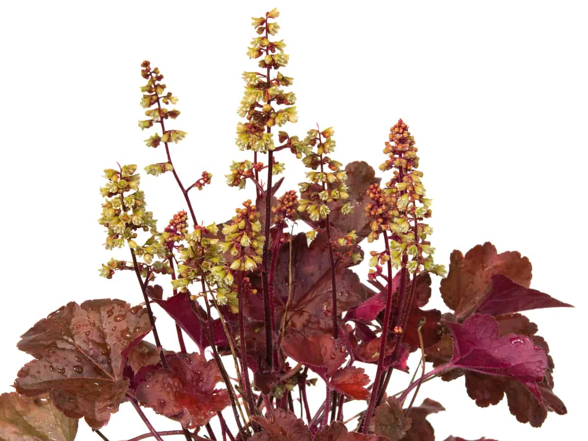 coral bells is ideal for a shady garden