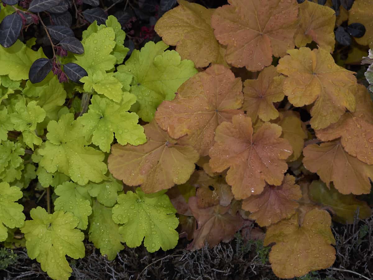 coral bells has attractive foliage from spring to fall