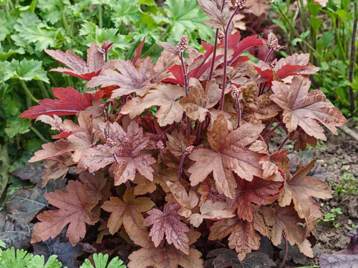 coral bells is a favorite shade-loving plant