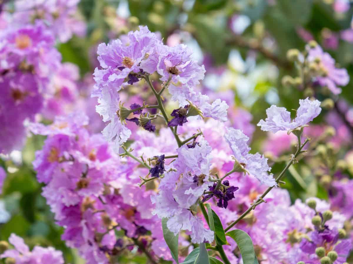 the crape myrtle loves hot, humid weather