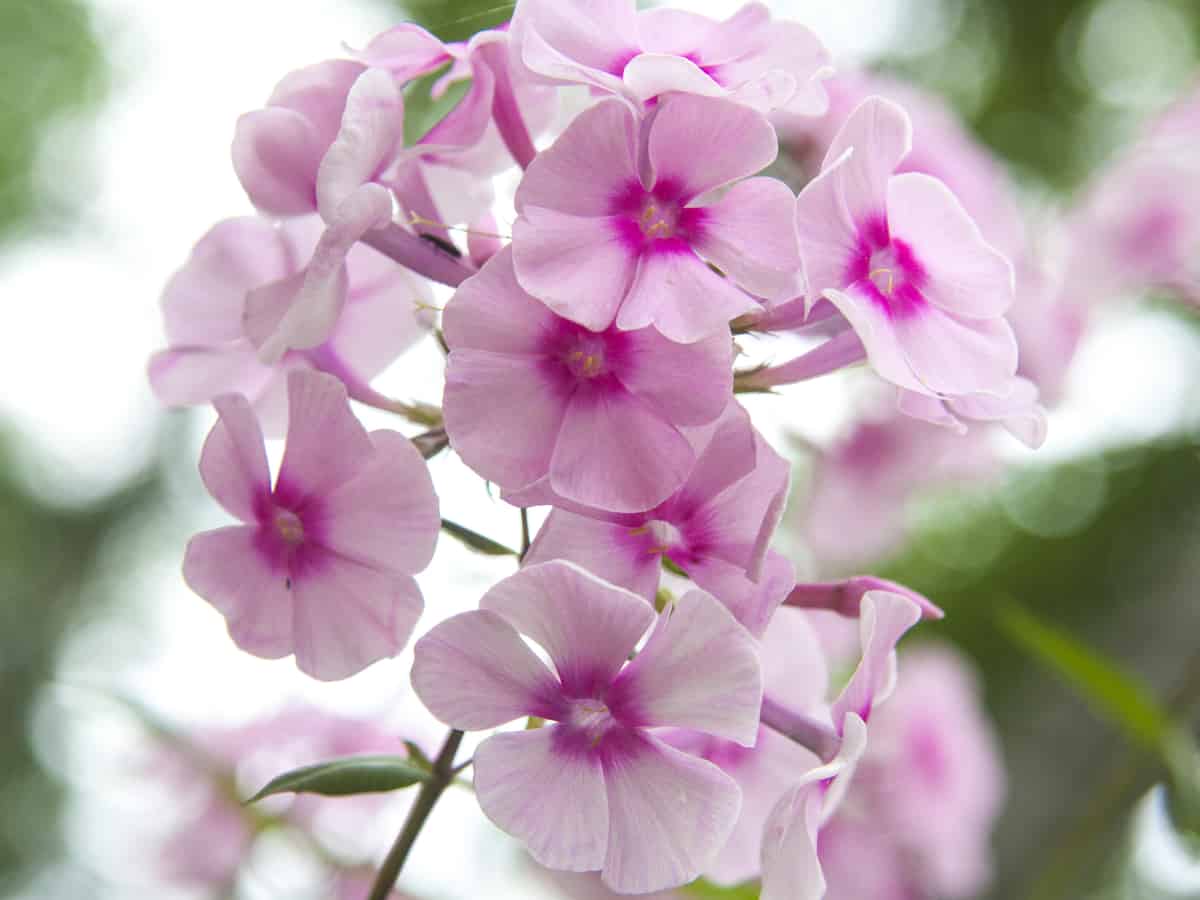 creeping phlox forms a dense ground cover