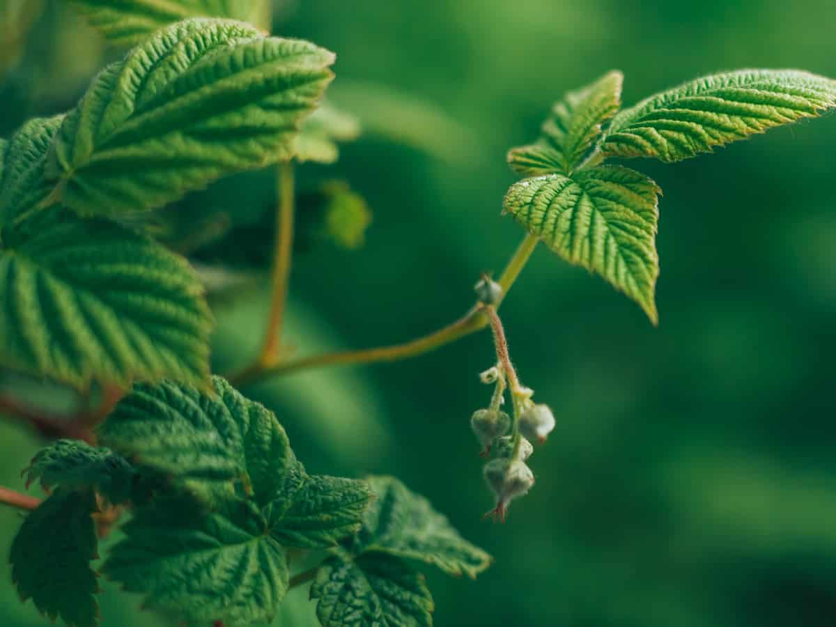 creeping raspberry is a fast growing ground cover plant