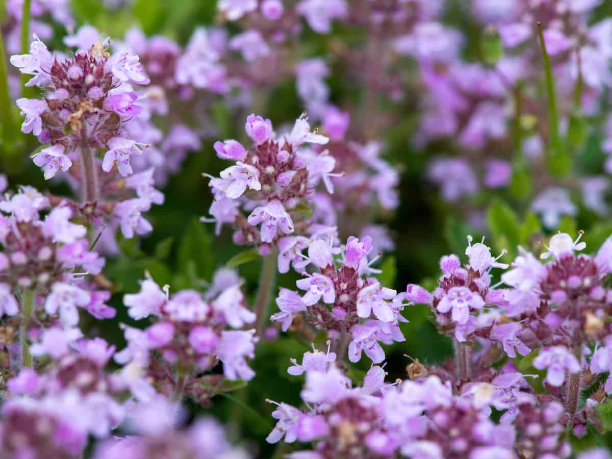 creeping thyme is a beautiful plant that only grows 3-4 inches tall