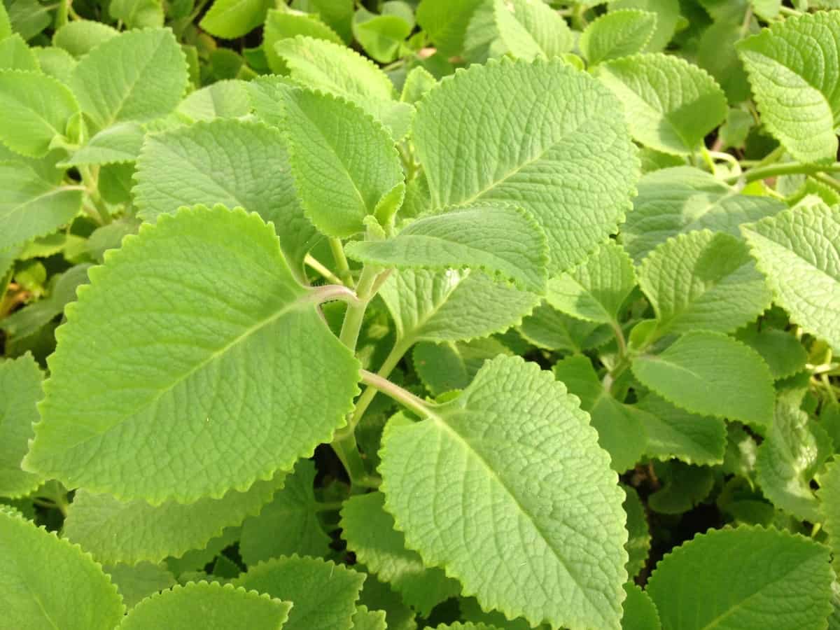 Cuban oregano is a fragrant indoor plant with a delicate flavor