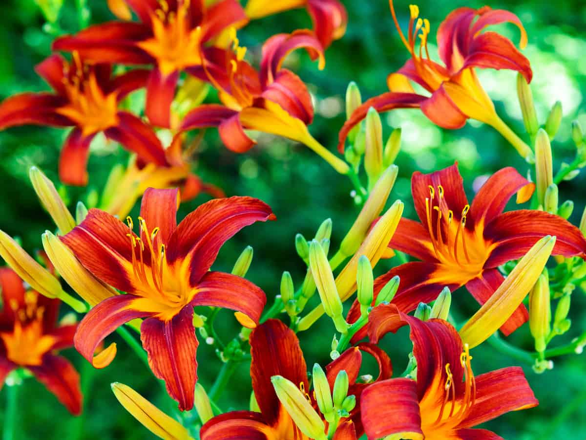 the daylily is a drought tolerant beauty