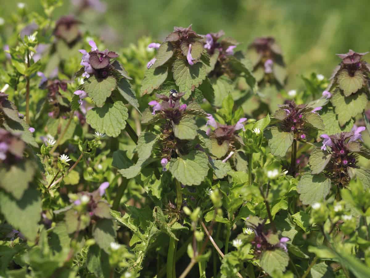 dead nettle is an excellent ground cover plant