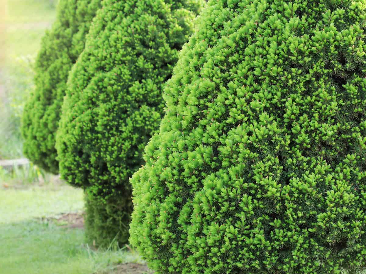 dwarf Alberta spruce is also called Black Hills spruce