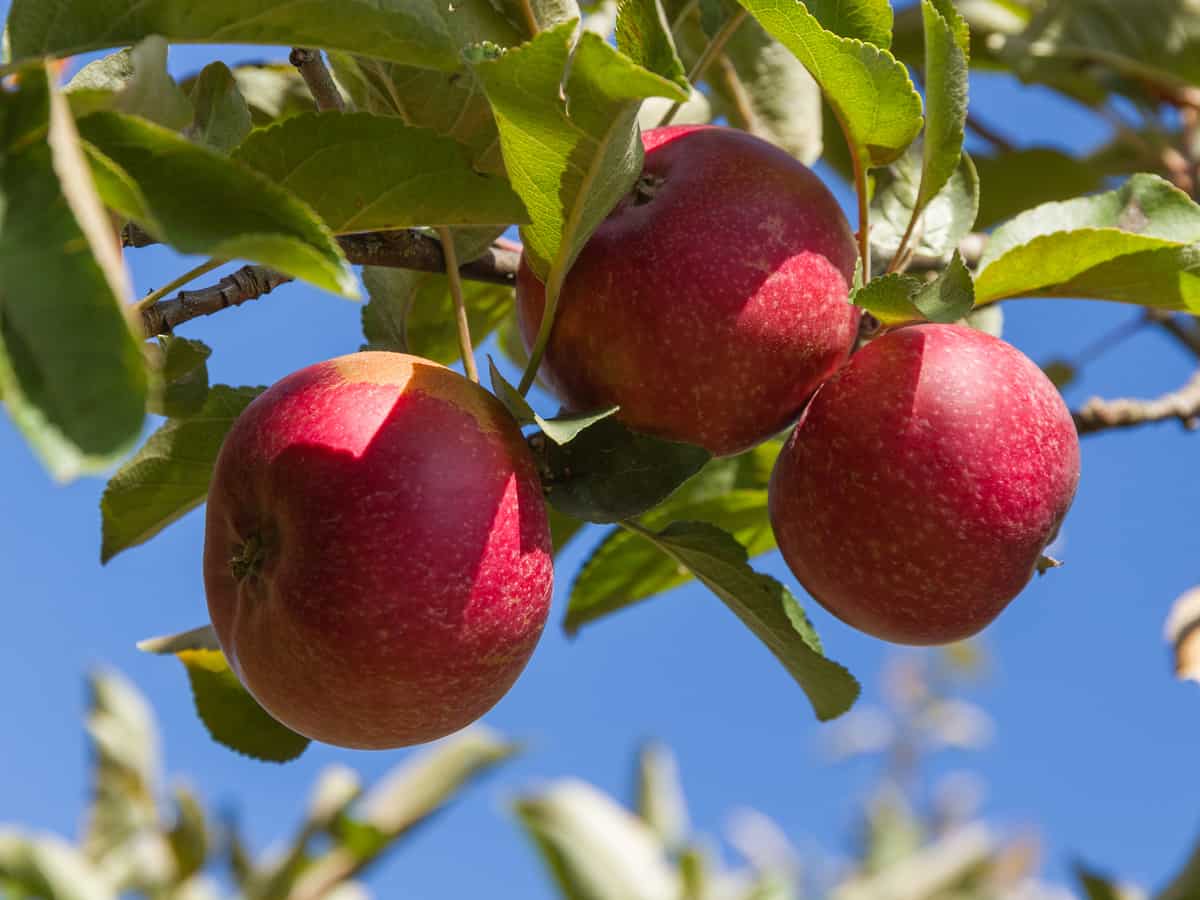 dwarf apple trees produce fruit faster than their larger counterparts