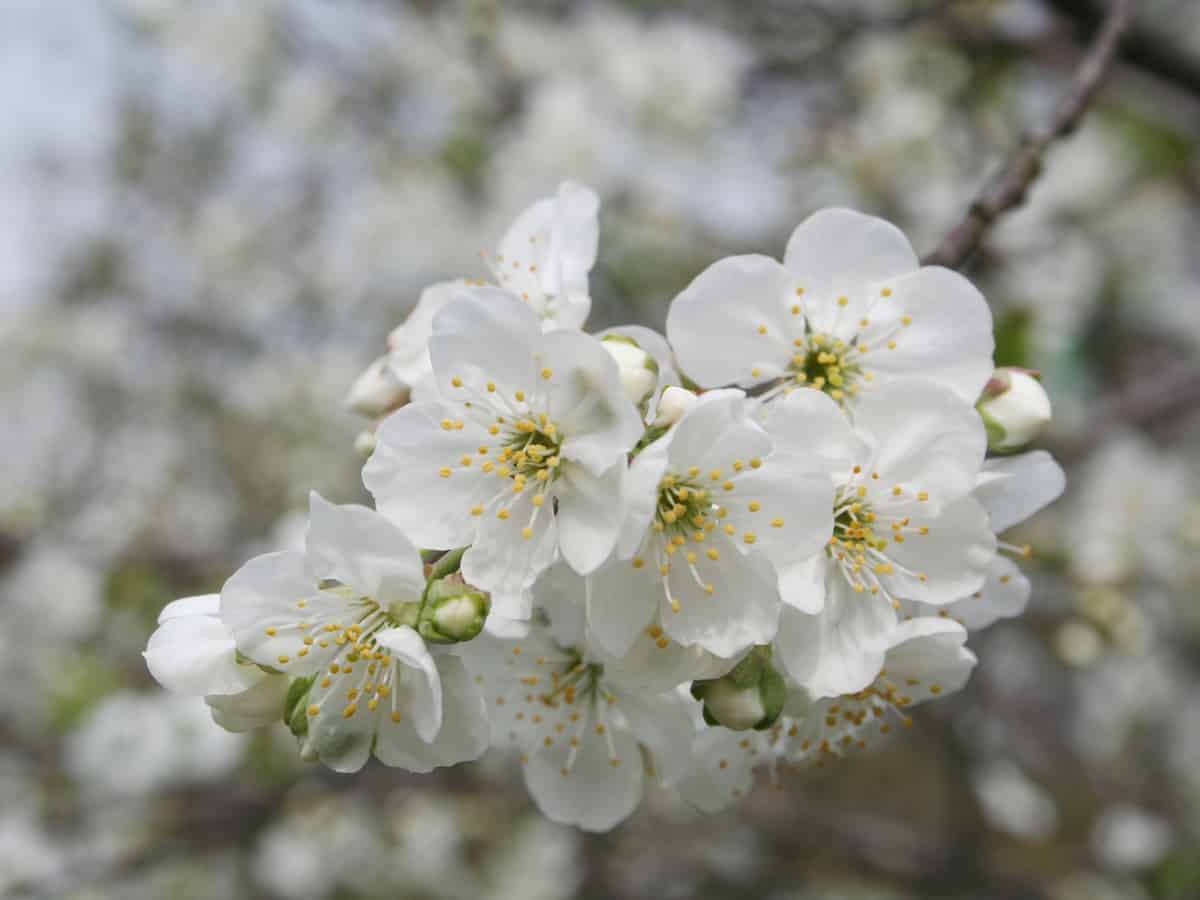 dwarf cherry trees bear delicious fruit