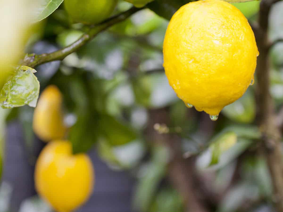 dwarf lemon trees provide fruit year-round