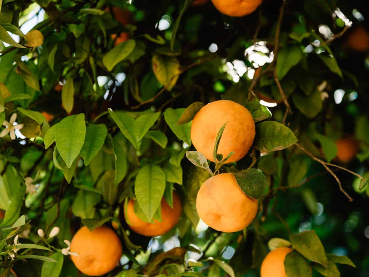 the dwarf orange tree is perfect for small spaces like patios