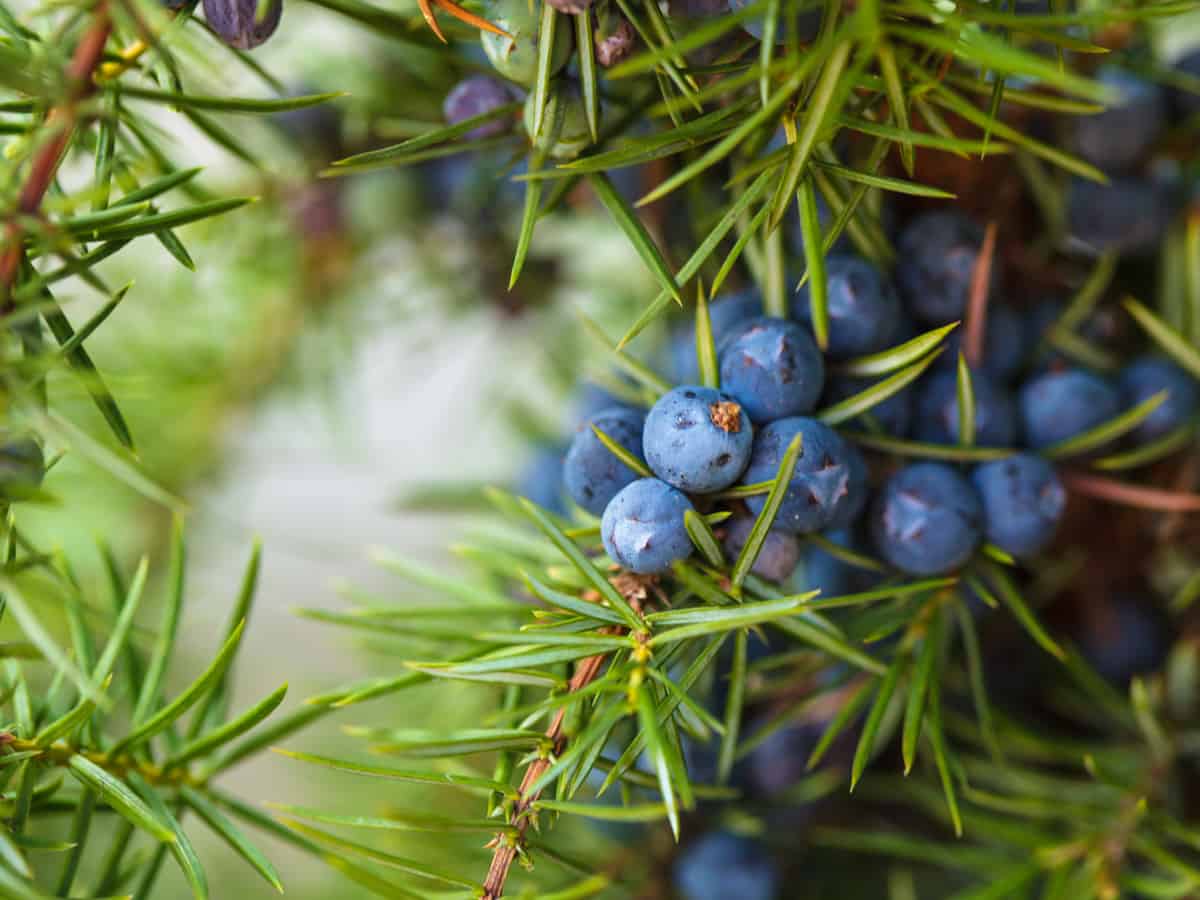 dwarf pencil point juniper is a winter hardy small tree