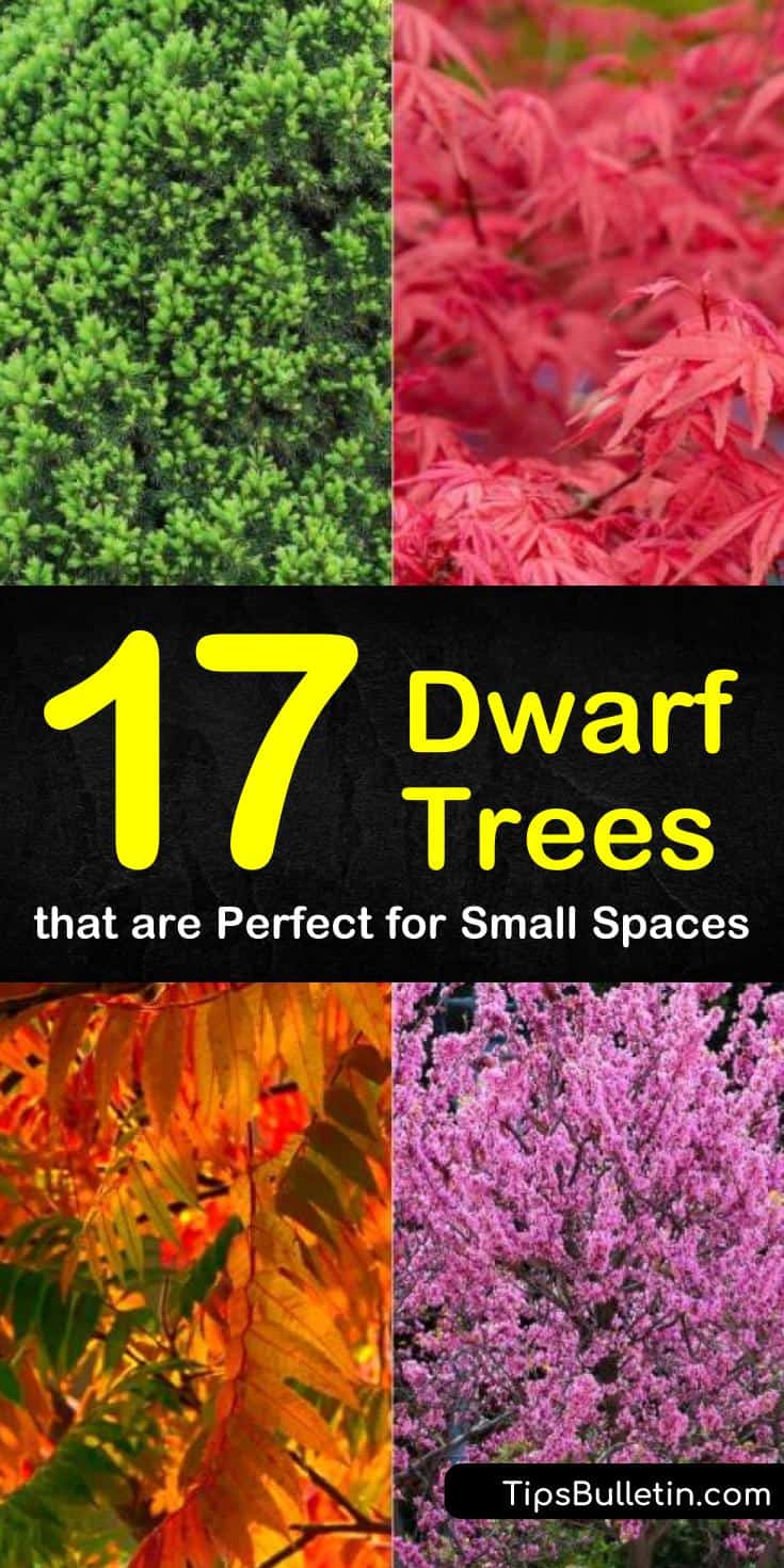 Discover new dwarf trees perfect for small spaces and porches. Find out which plants can be used for hedges in landscaping, ornamental gardening, or can be grown in pots. Choose from dwarf flowering trees, vibrant evergreens, or yummy trees that produce fruit. #dwarf #trees #evergreen #flowering