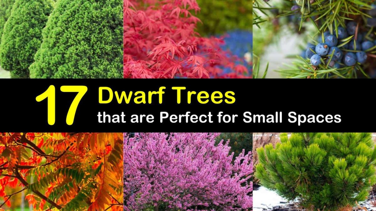 17 Dwarf Trees that are Perfect for Small Spaces