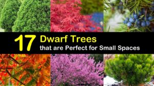 dwarf trees titleimg1