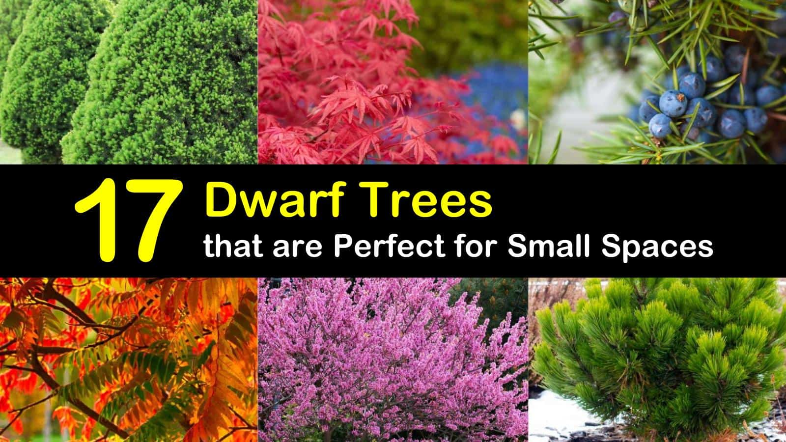 17 Dwarf Trees That Are Perfect For, Dwarf Bushes For Landscaping In Florida