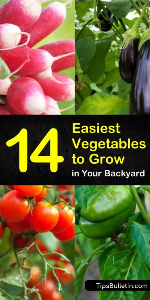 Find the easiest vegetables to grow indoors or in backyards. These garden ideas will show you which veggies grow best in raised beds and which will thrive in containers. Learn how to build your vegetable gardens no matter where you live, or how you choose to grow them. #easiest #vegetables #grow