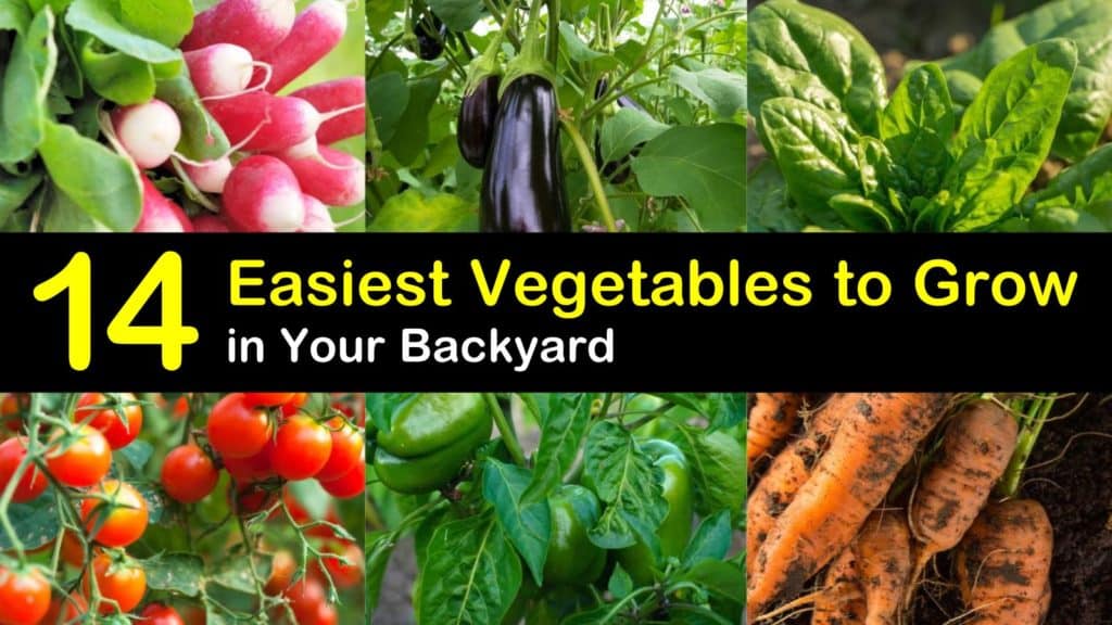 14 Easiest Vegetables to Grow in Your Backyard