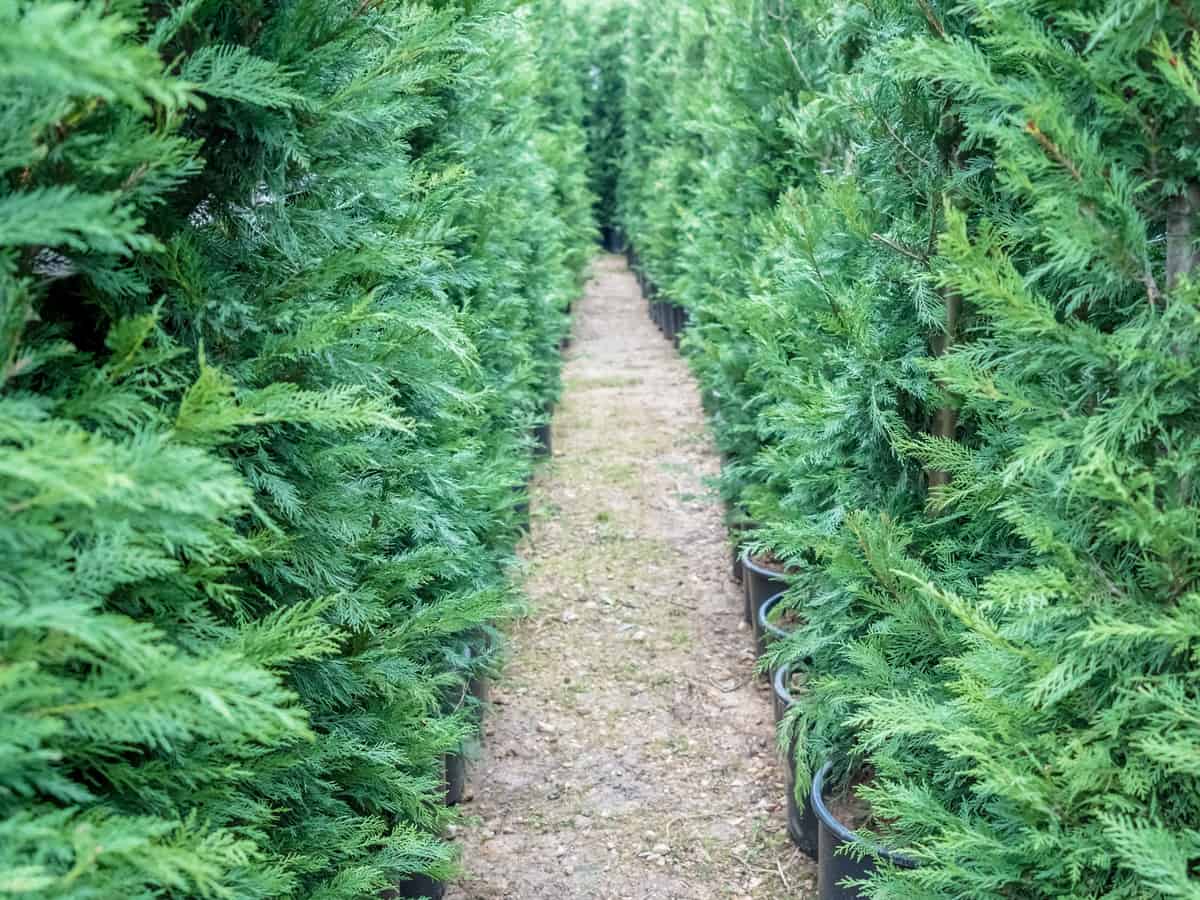 emerald green arborvitae grows up to 15 feet tall
