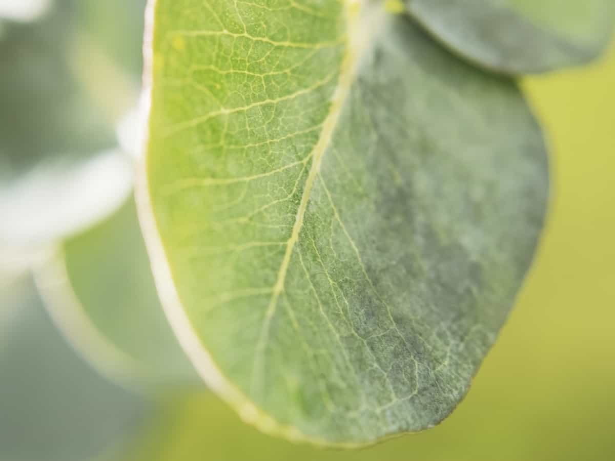 eucalyptus requires a consistent environment to thrive