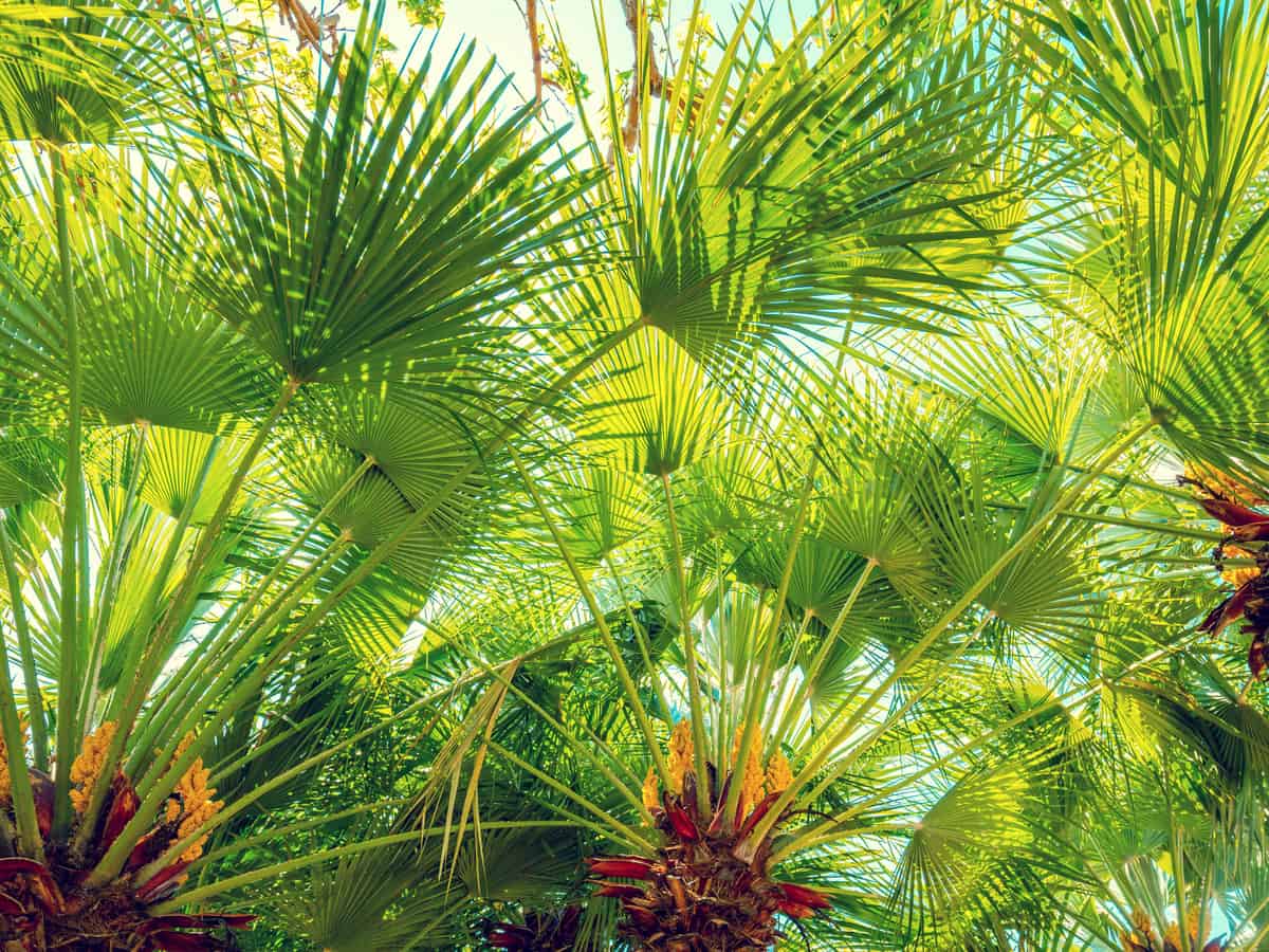 the European fan palm tree is a tropical plant that is a slow grower