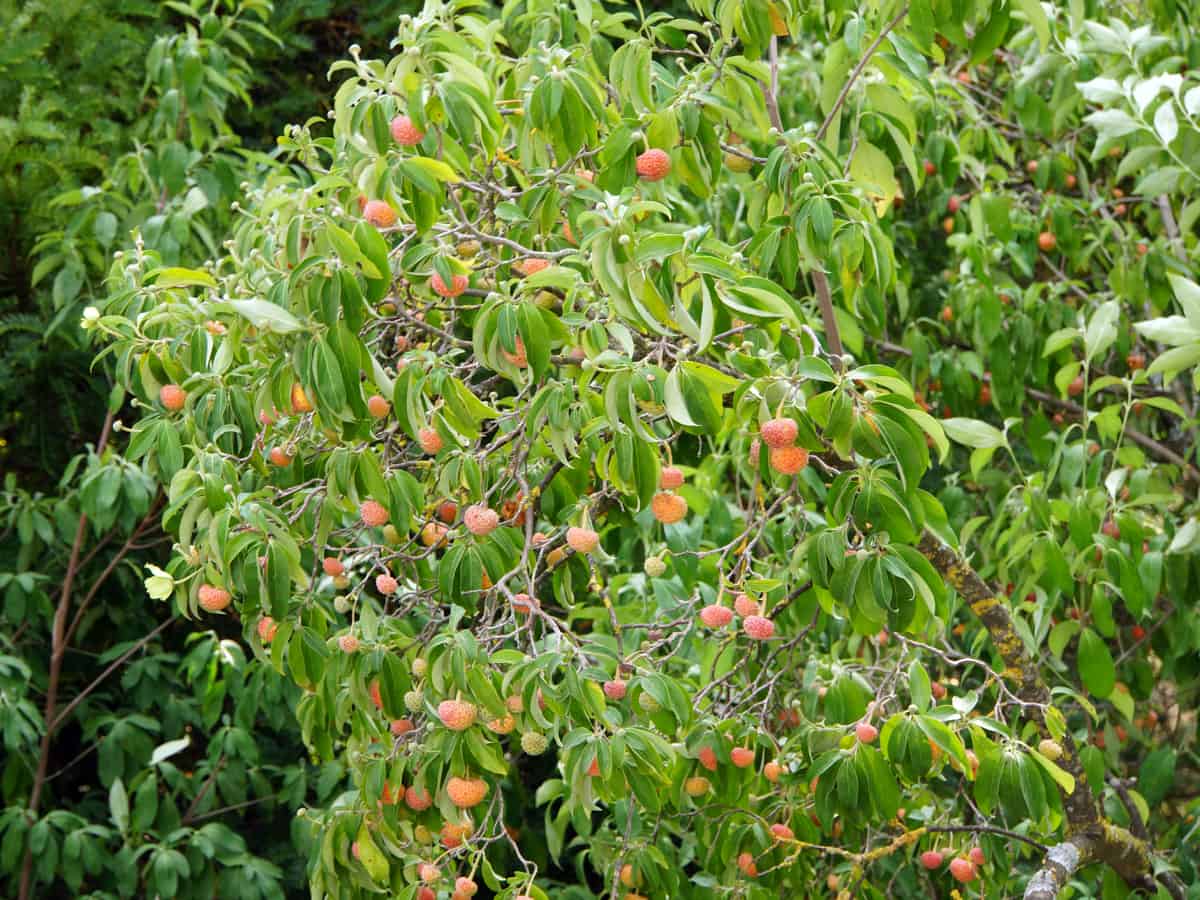 evergreen dogwoods are fast growing shrubs for shade