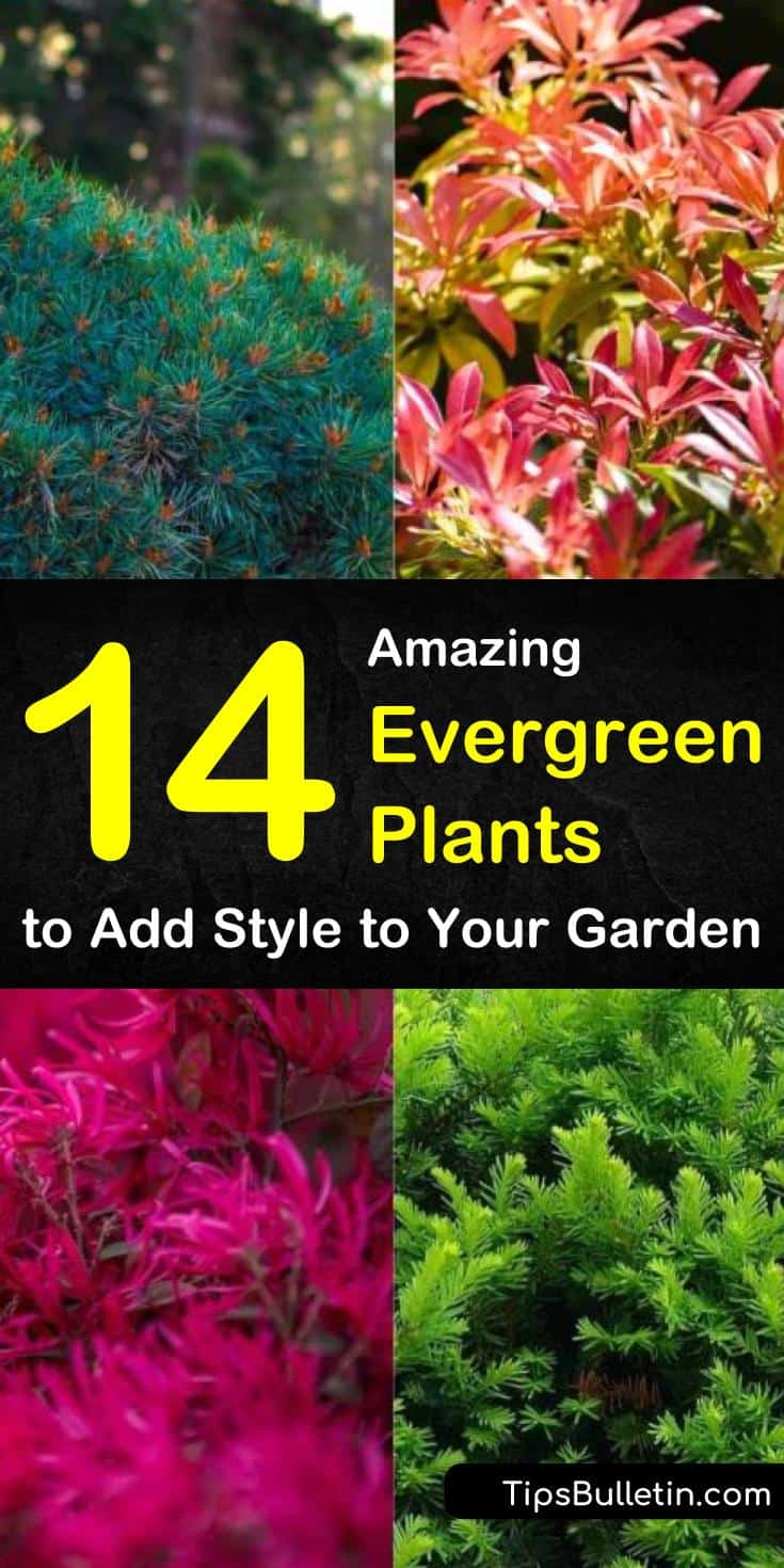 Find out which evergreen plants are best for full sun, for shade, for pots outdoors, and for indoor planting. We show you landscaping ideas for drought-tolerant shrubs and perennials that will stay green all winter. #landscaping #evergreens #plants