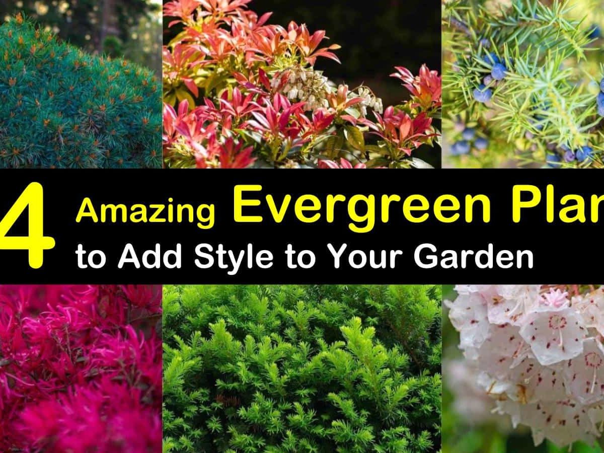 10 Amazing Evergreen Plants to Add Style to Your Garden