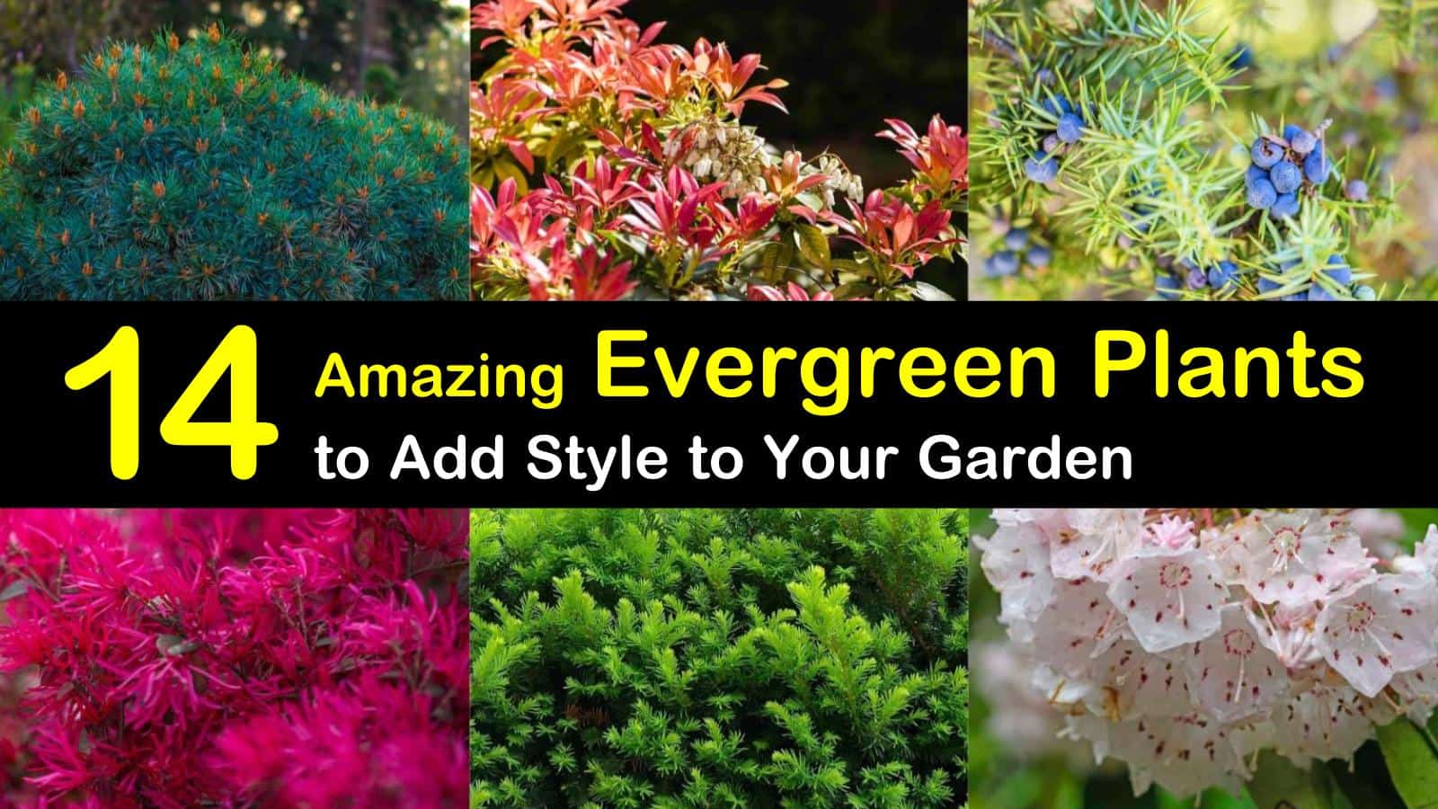 14 amazing evergreen plants to add style to your garden