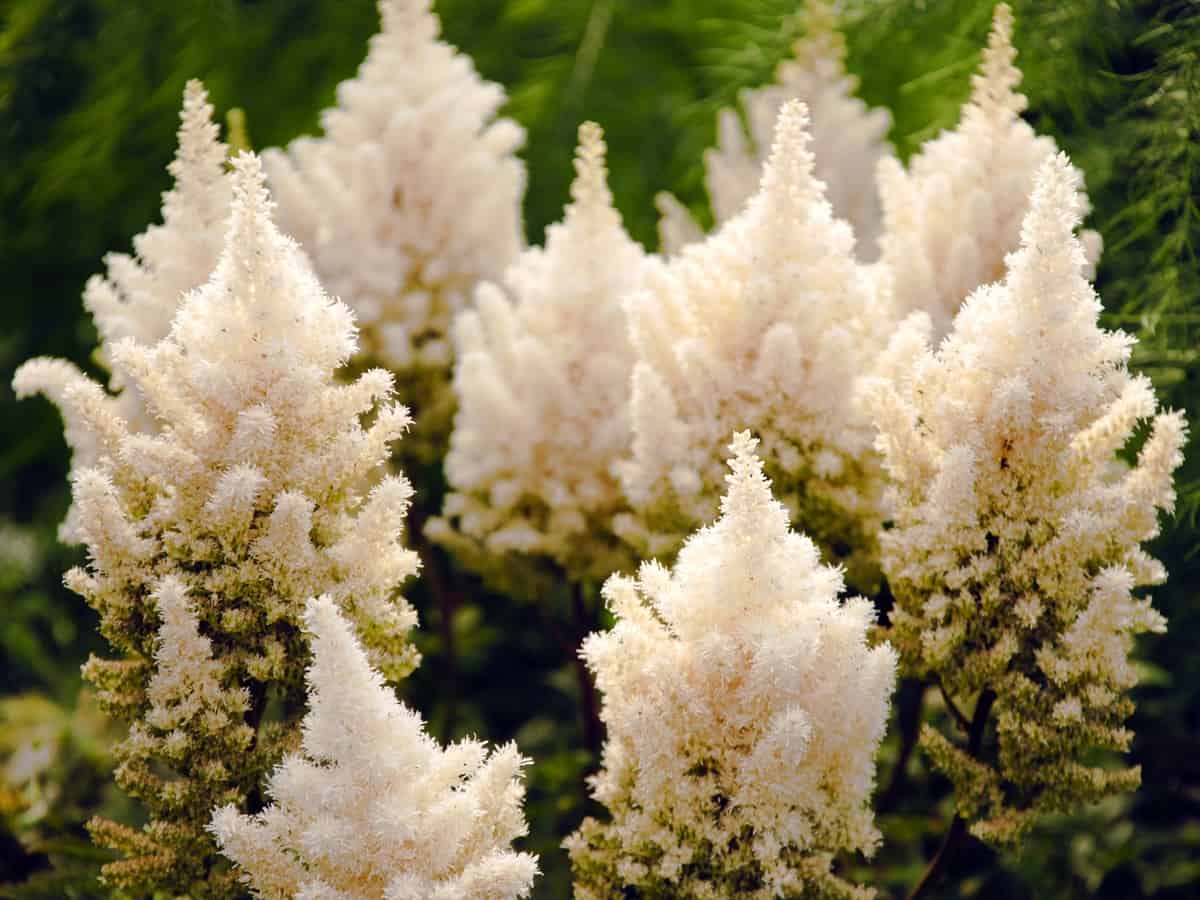 false goat's beard is known for its showy flowers