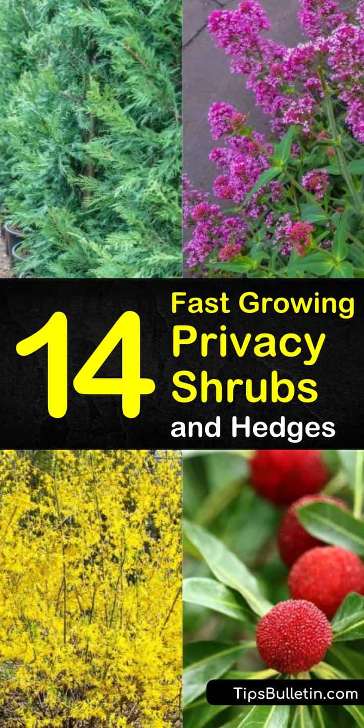 Find 14 different fast growing privacy shrubs for your backyards. Discover which plants are perfect as hedges or for shaded areas. Try any of these amazing drought tolerant plants, hedges, and plants with yellow, pink, or white flowers for your home. #fast #growing #privacy #shrubs #hedges