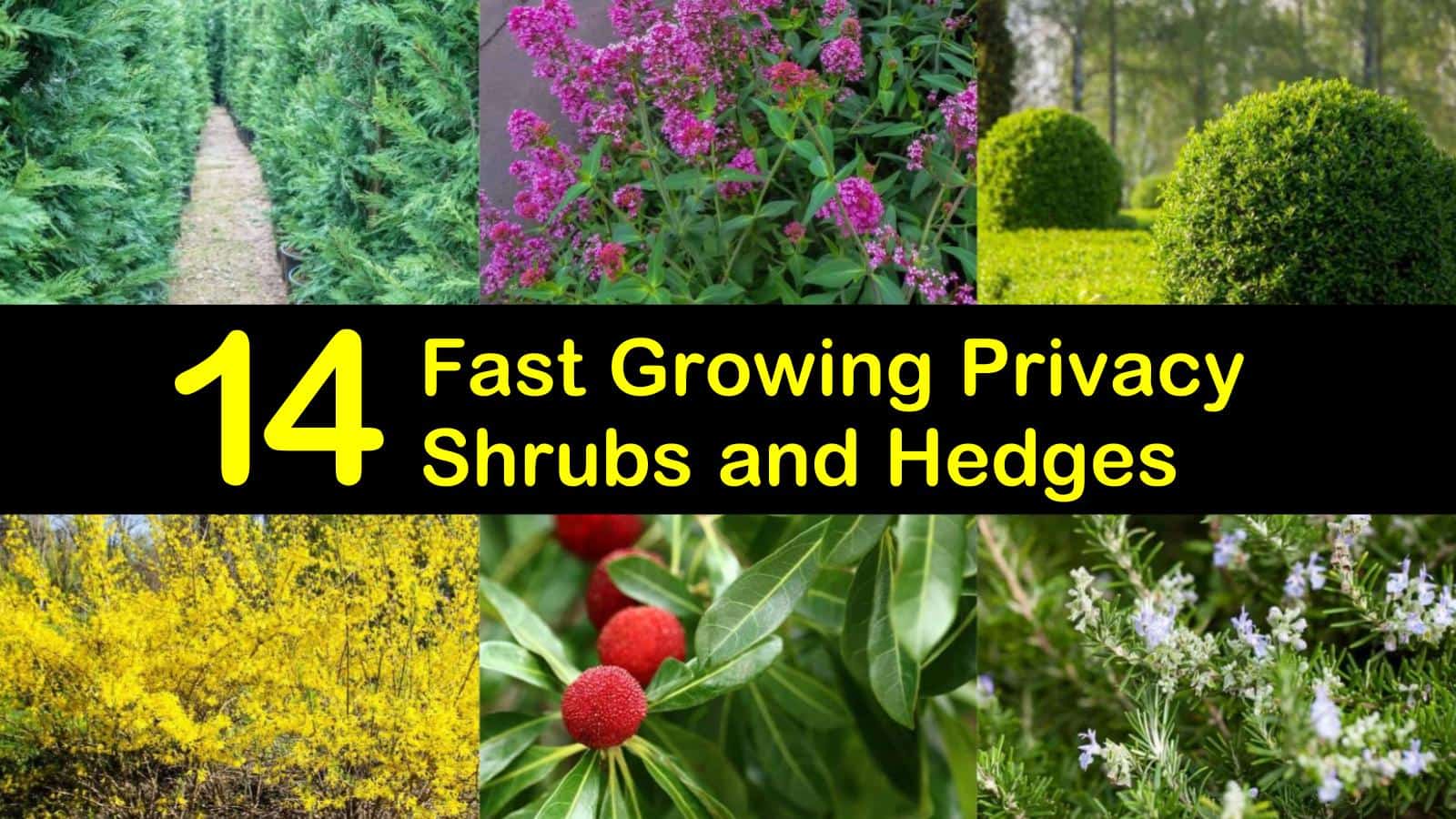 14 Fast Growing Privacy Shrubs And Hedges