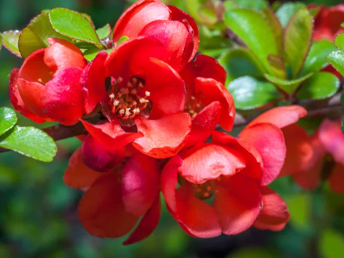 Plants For Low Light Outdoors - Low Light Indoor Plants - My 20 Favorite House Plants / These plants should be placed.