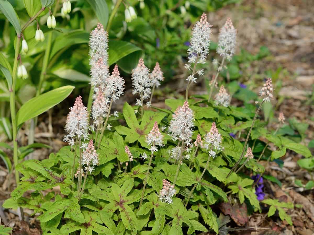 foamflower has beautiful flower spikes